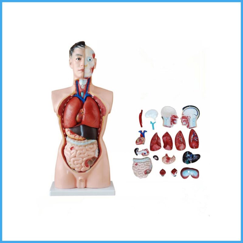 css 16 new model of human torso male 85cm