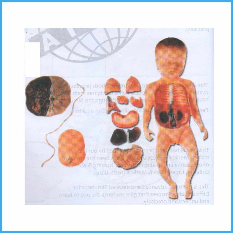 CSS 31 Baby With Fetus Viscus & Placent