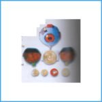 CSS 134 Giant Human Eye