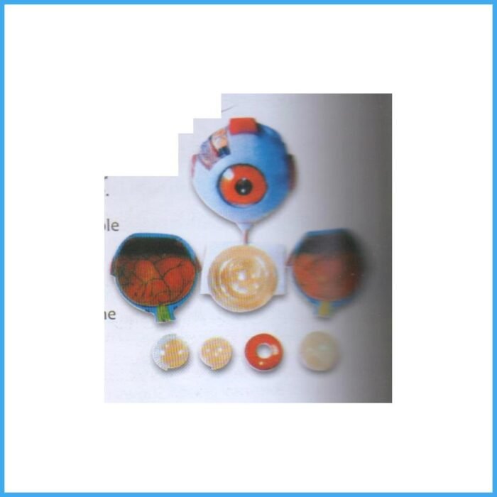 CSS 134 Giant Human Eye - CitiScientific Supply