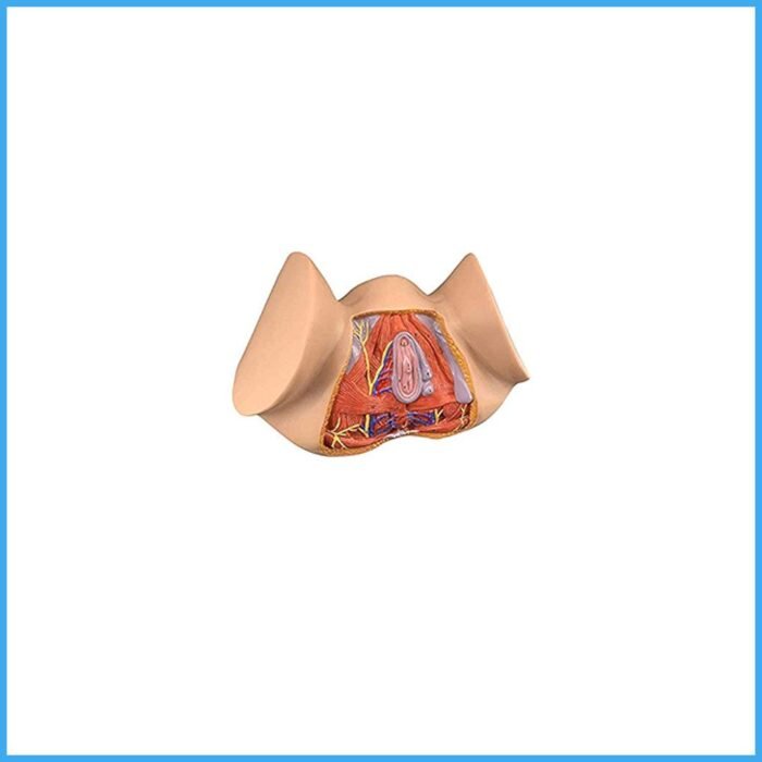 CSS 46 Female Perimeum Anatomy Soft - CitiScientific Supply