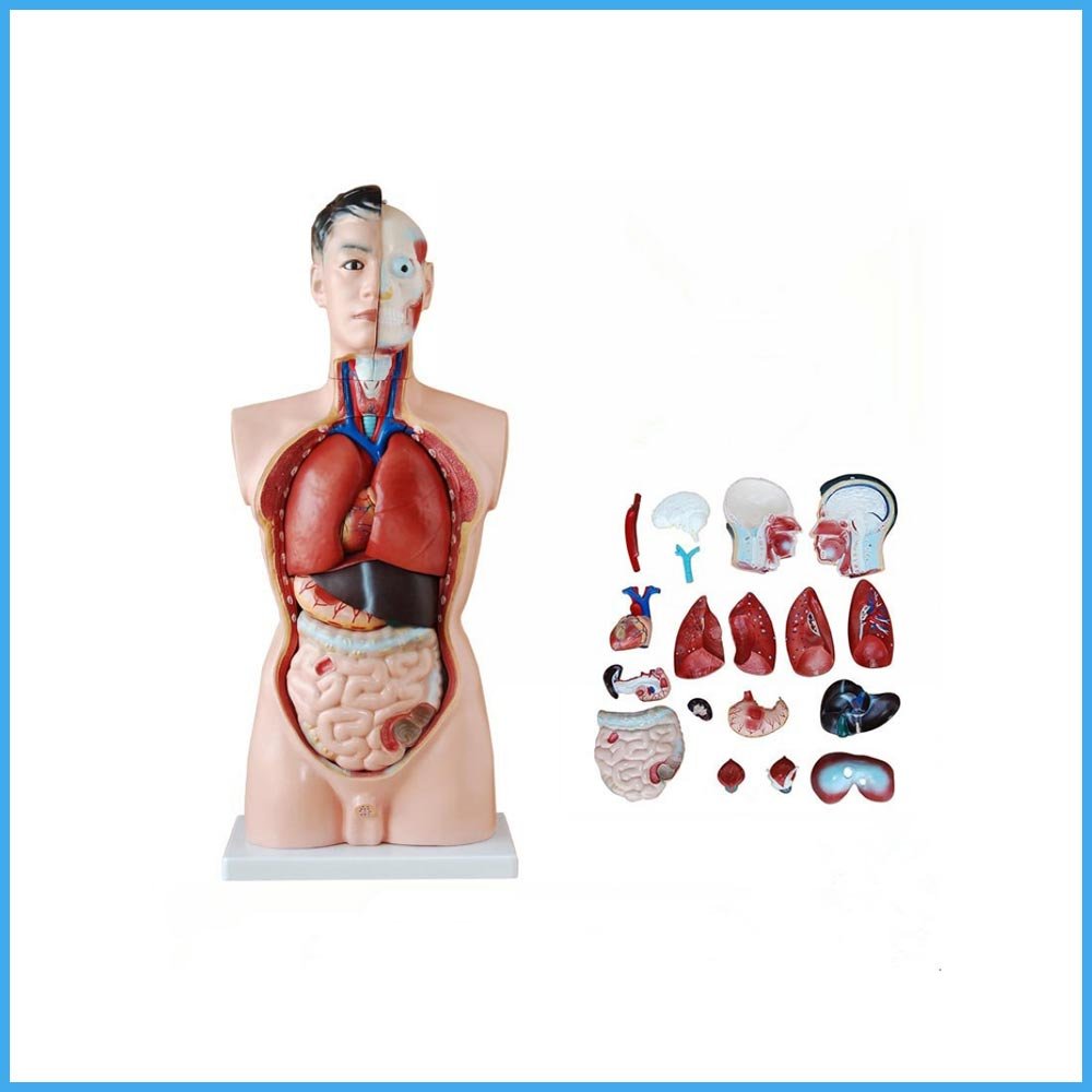 css-16-new-model-of-human-torso-male-85cm.jpg CSS 16 New Model Of Human Torso Male 85cm - Image 1