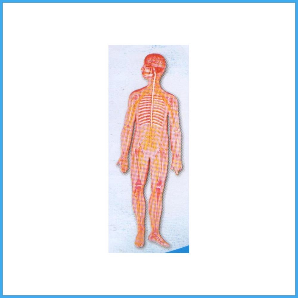 css-90-nervous-system.jpg CSS 90 Nervous System - Image 1